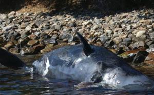 Trudna ženka kita uginula zbog 22 kilograma plastike u želucu